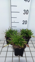 Jasione laevis 'Blaulicht'   pot 9x9 cm  