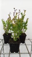 Kalimeris incisa 'Blue Star'   pot 9x9 cm  