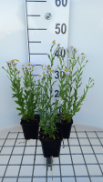 Kalimeris mongolica 'Mon Jardin'   pot 9x9 cm  