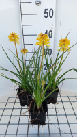 Kniphofia 'Banana Popsicle'   pot 9x9 cm  