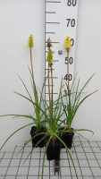 Kniphofia citrina   pot 9x9 cm  