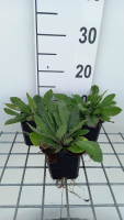 Knautia macedonica 'Melton Pastels'   pot 9x9 cm  