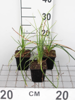 Kniphofia 'Mango Popsicle'   pot 9x9 cm  