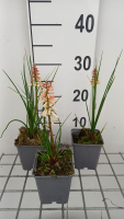 Kniphofia 'Orange Vanilla Popsicle'   pot 9x9 cm