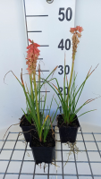 Kniphofia 'Redhot Popsicle'   pot 9x9 cm