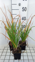 Kniphofia 'Tawny King'   pot 9x9 cm