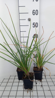Kniphofia uvaria 'Grandiflora'   pot 9x9 cm  