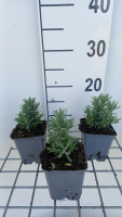 Lavandula angustifolia 'Alba'   pot 9x9 cm (Lavendel)  