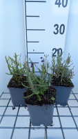 Lavandula angustifolia 'Balavurlu' (SuperBlue)   pot 9x9 cm  