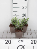 Lavandula x intermedia 'Alba'   pot 9x9 cm  