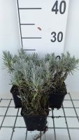 Lavandula x intermedia 'Grappenhall'   pot 9x9 cm (Lavendel)  