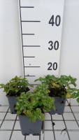 Lamium maculatum 'Album'   pot 9x9 cm  