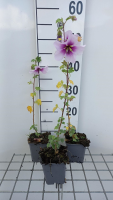 Lavatera maritima   pot 9x9 cm