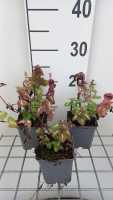 Lamium maculatum 'Chequers'   pot 9x9 cm