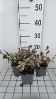 Lamium maculatum 'Red Nancy'   pot 9x9 cm  