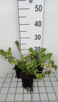 Lamium maculatum 'Shell Pink'   pot 9x9 cm  