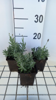 Lavandula angustifolia 'Essence Purple'   pot 9x9 cm  