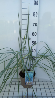 Leymus arenarius 'Blue Dune'   pot 3L