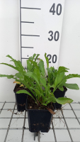Leucanthemum 'Alaska'   pot 9x9 cm