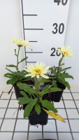 Leucanthemum 'Banana Cream'   pot 9x9 cm  