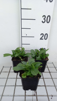 Leucanthemum 'Becky'   pot 9x9 cm