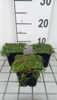 Leptinella dioica 'Minima'   pot 9x9 cm  