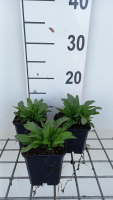 Leucanthemum 'Snow Lady'   pot 9x9 cm  