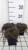 Leptinella squalida 'Platt's Black'   pot 9x9 cm  