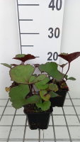 Ligularia dentata 'Midnight Lady'   pot 9x9 cm