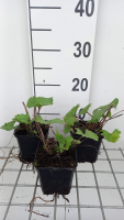 Ligularia 'Little Rocket'   pot 9x9 cm