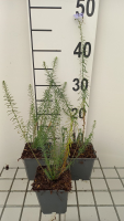 Linum perenne   pot 9x9 cm  