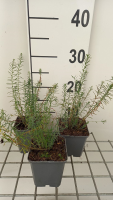 Linum perenne 'Saphir'   pot 9x9 cm  