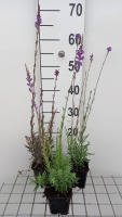 Linaria purpurea   pot 9x9 cm  