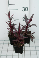 Lobelia x speciosa 'Russian Princess'   pot 9x9 cm