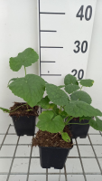 Lunaria annua   pot 9x9 cm  