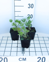Lupinus 'Gallery White'   pot 9x9 cm