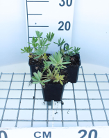 Lupinus 'Gallery Yellow'   pot 9x9 cm  