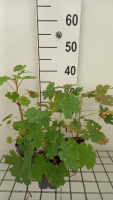 Macleaya cordata   pot 9x9 cm  