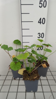 Malva sylvestris   pot 9x9 cm  
