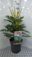 Mahonia x media 'Winter Sun'   pot 12L   60 80 cm  