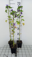 Malva sylvestris 'Dema' (Marina)   pot 9x9 cm  