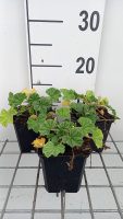 Malva sylvestris 'Primley Blue'   pot 9x9 cm