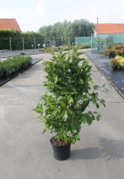 Magnolia 'Susan'   pot 12L   80 100 cm
