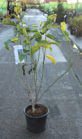 Magnolia 'Star Wars'   pot 15L   125 150 cm