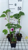 Malva sylvestris 'Zebrina'   pot 9x9 cm  