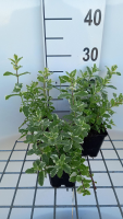 Mentha x rotundifolia 'Variegata'   pot 9x9 cm