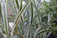 Miscanthus sinensis 'Cosmopolitan'   pot 9x9 cm