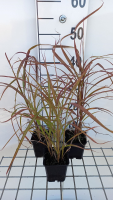 Miscanthus sinensis 'Ghana'   pot 9x9 cm