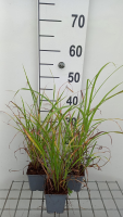 Miscanthus sinensis   pot 9x9 cm