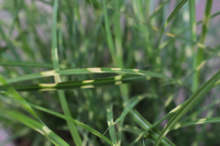 Miscanthus sinensis 'Strictus Dwarf'   pot 9x9 cm